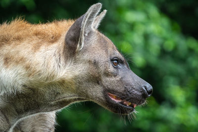 Close-up of dog looking away