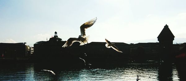 Low angle view of seagulls flying over lake against sky