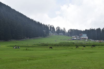 Sheep grazing on field against sky