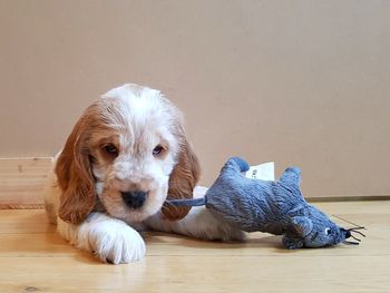 Close-up portrait of dog lying on floor