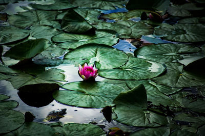 High angle view of pink lotus leaves floating on water