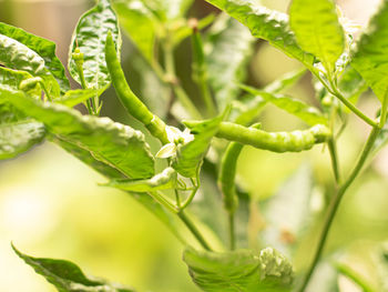 Close-up of green chili peppers plant