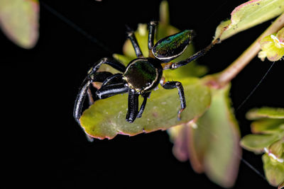 Close-up of spider on plant