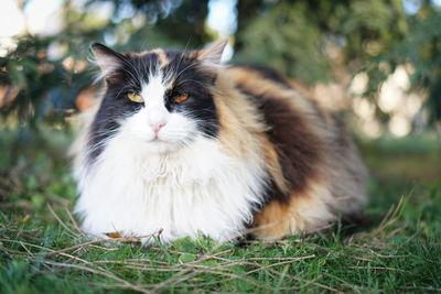 Portrait of cat on grass