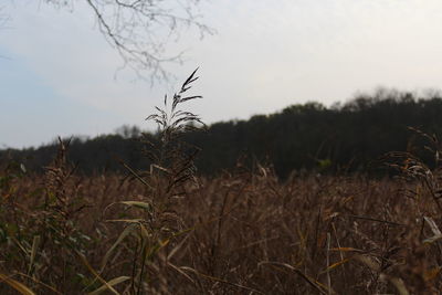 Close-up of plants growing on field against sky