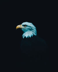 Close-up of eagle posingagainst black background