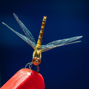 Close-up of insect against blue background