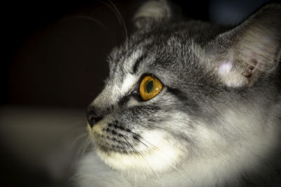 Close-up portrait of cat