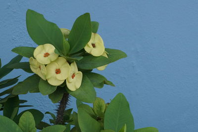 Close-up of yellow flowers blooming outdoors