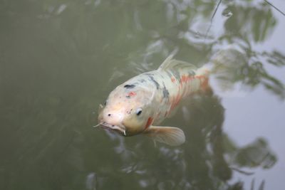 Close-up of koi fish in water