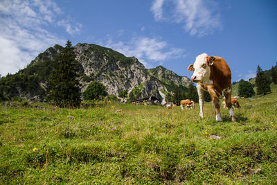 View of a horse on field