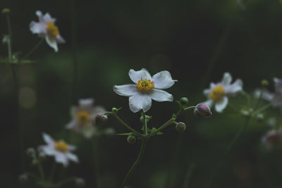 Close-up of white flowering plant