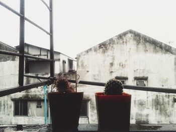 Close-up of potted plant against building