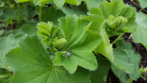 Close-up of fresh green plant