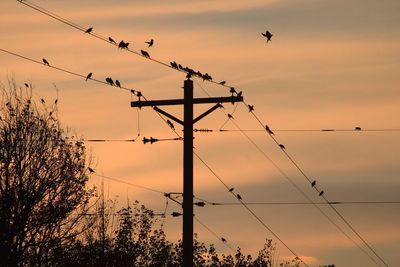 Low angle view of silhouette birds perching on cable against sky