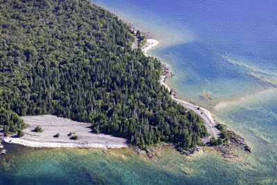 High angle view of pine trees on shore