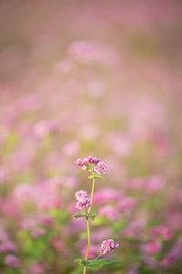 Close-up of pink flowering plant