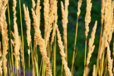 Close-up of stalks in field