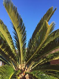 Close-up of palm tree against clear sky