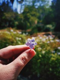 Close-up of hand holding small flower