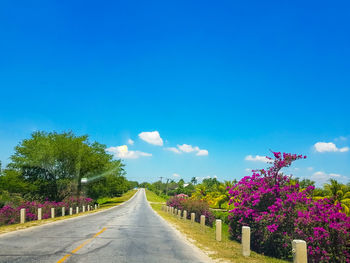 Road amidst trees against clear blue sky