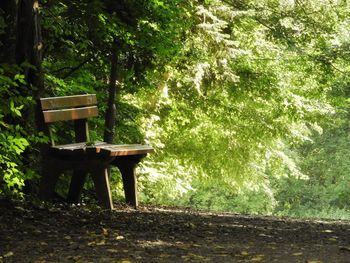 Table and bench in forest