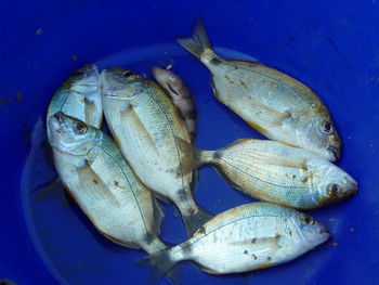 High angle view of dead fish in blue container