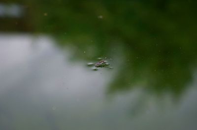 Close-up of spider on web