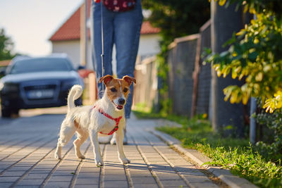 Dog walks at summer city street