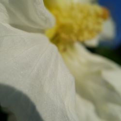 Close-up of white flower