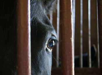 Close-up of horse in pen