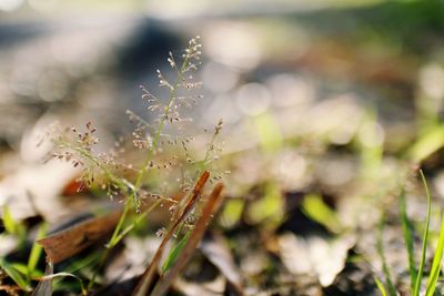 Close-up of wet plant on field