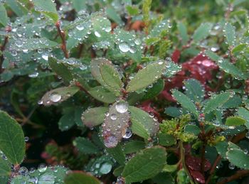 Close-up of water drops on leaves