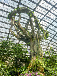 Low angle view of tree in greenhouse