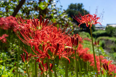 Close-up of red flowering plant in field