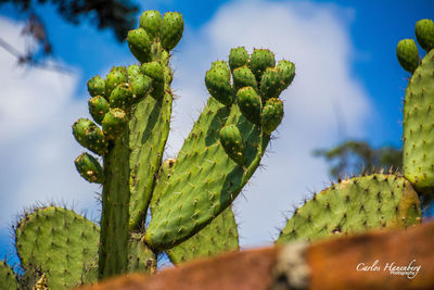 Close-up of cactus plant against sky