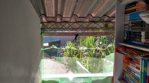 Potted plants in greenhouse