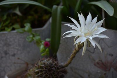 Close-up of white flowering plants