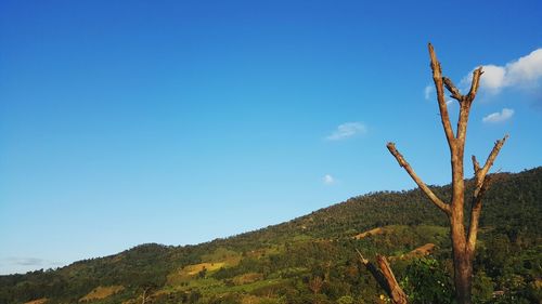 Plants on landscape against clear blue sky