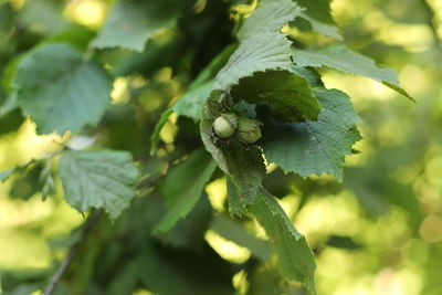 Close-up of plant