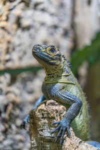 Close-up of lizard