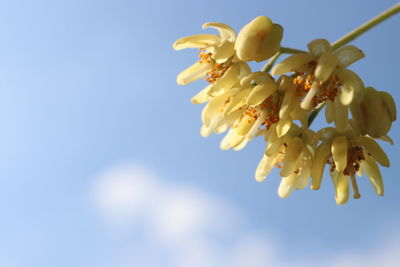 Low angle view of cherry blossom against clear sky