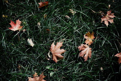 High angle view of maple leaves on field