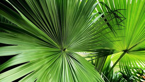 Close-up of palm tree leaves