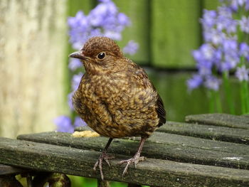 Close-up of bird perching on wood