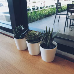 High angle view of potted plants on window sill