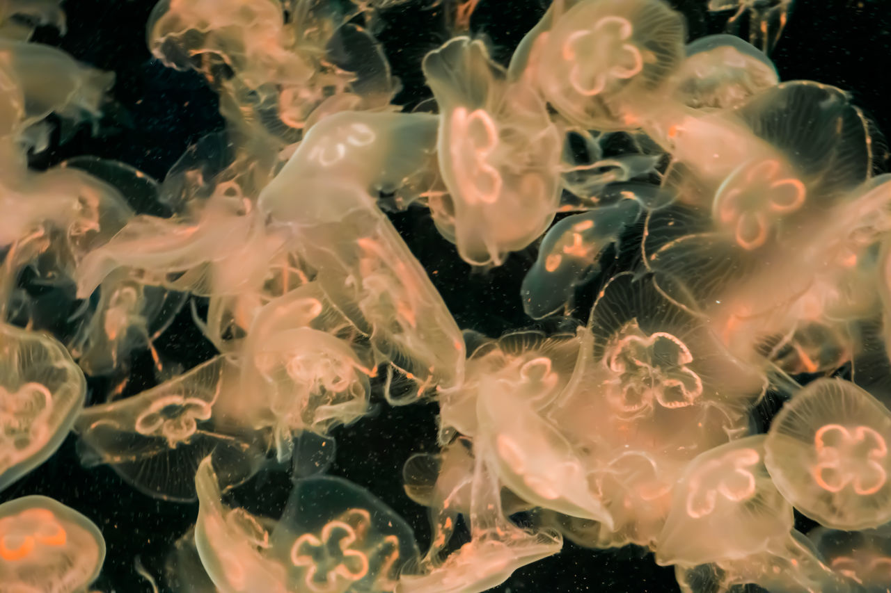 CLOSE-UP OF JELLYFISH