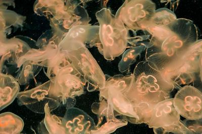 Close-up of jellyfish in sea