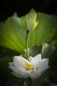 Close-up of white lotus water lily