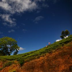 Low angle view of trees on field against sky